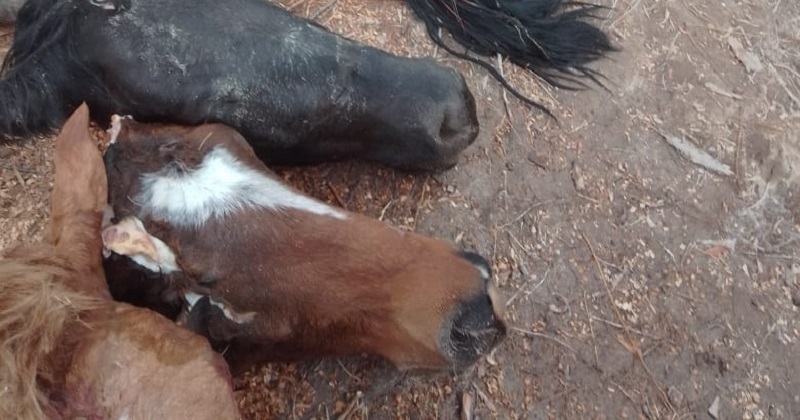 Denuncian robo y faenamiento de caballos en Los Claveles. Imágenes sencibles