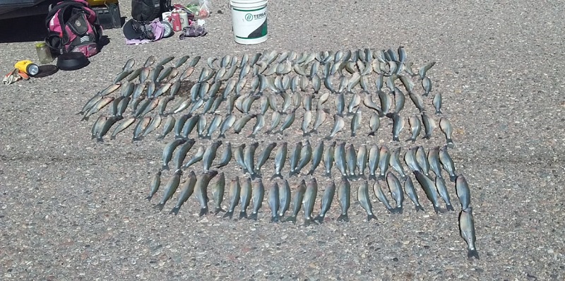 Detienen a seis personas con más de 300 ejemplares de pejerrey
