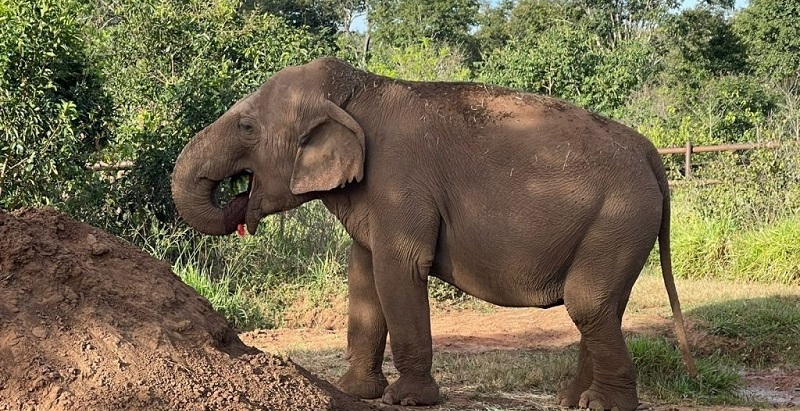 Murió la elefanta Pocha en el Santuario de Brasil