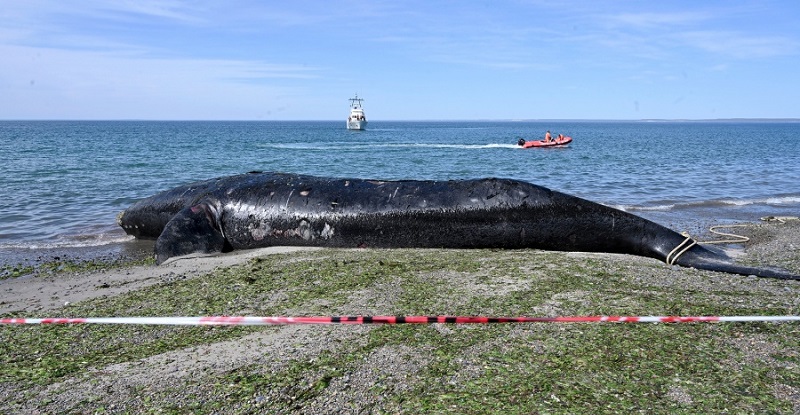 Ya son 15 las ballenas muertas en Península de Valdés