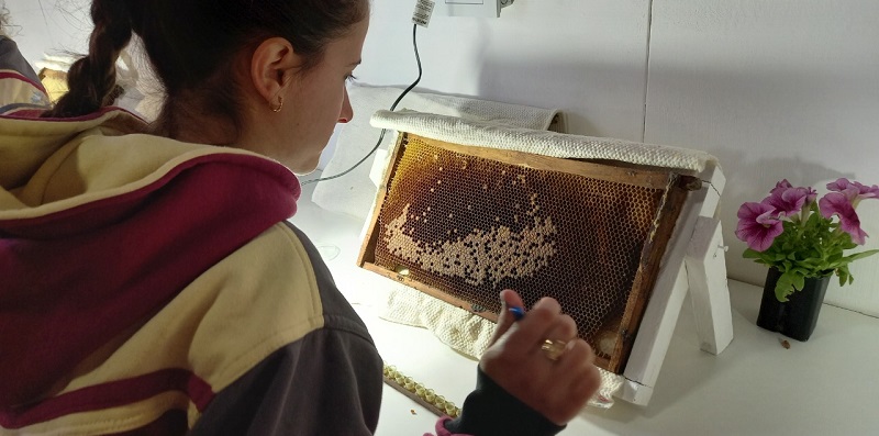 Nuevo módulo para mejorar la genética de las abejas reinas y formar jóvenes en el mundo apícola
