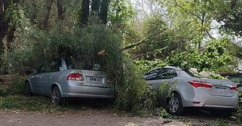 Vialidad desbloqueó más de media docena de caminos y quitó 25 árboles tras el Zonda en el Sur provincial