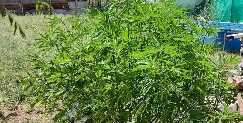Encuentran varias plantas de marihuana en Las Paredes