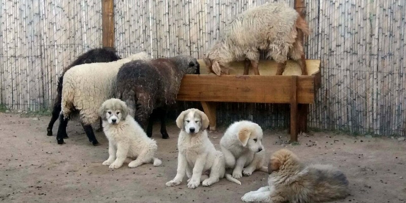 Se entregaron 17 perros pastores para cuidar ganado