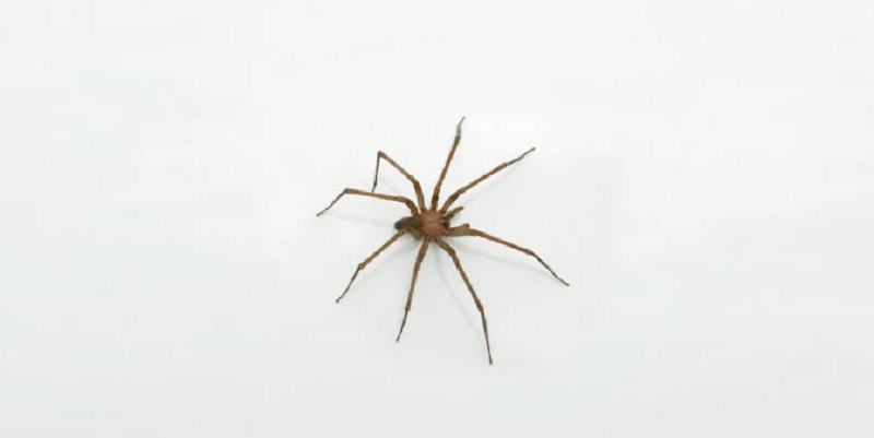 La araña venenosa más común en las casas: cómo reconocerla y actuar ante las picaduras