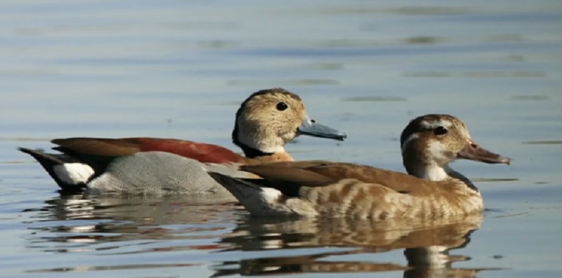 Detectaron en Córdoba el segundo caso de gripe aviar en dos patos silvestres