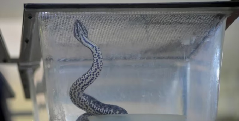 Apareció una serpiente yarará en Ciudad Universitaria: el comunicado de la UBA