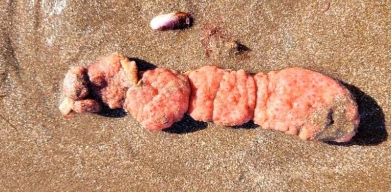 Investigan las «papas de mar» aparecidas en la costa argentina y piden que no las toquen