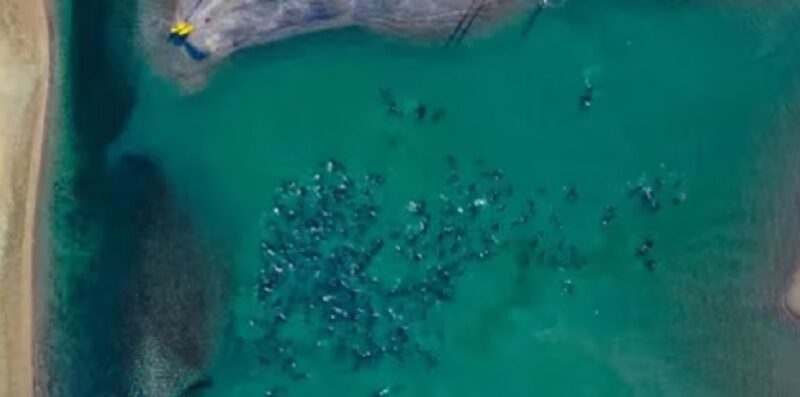 Una “cadena humana” ayudó a rescatar a unos 300 delfines que quedaron varados cerca de Las Grutas