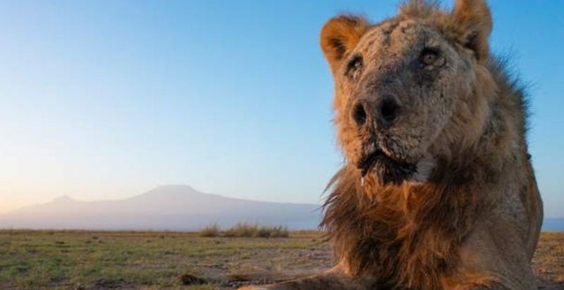 Matan con lanzas a Loonkiito, el león en libertad considerado como uno de los más viejos del mundo