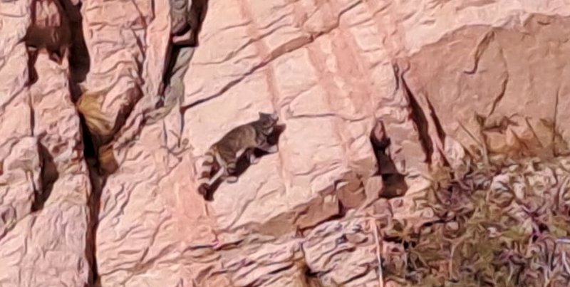 Un nuevo avistaje de gato andino en la cuenca del río Mendoza