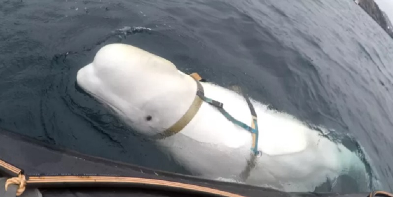 La extraña reaparición de la “ballena espía” rusa en las costas de Suecia