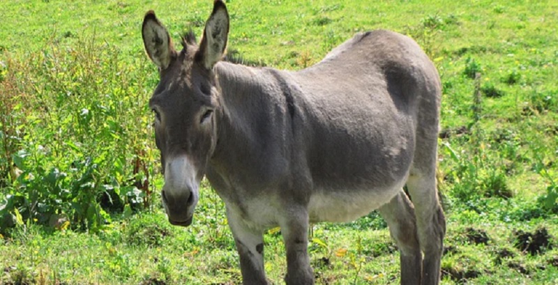 Faenaron y se llevaron dos burros de una finca