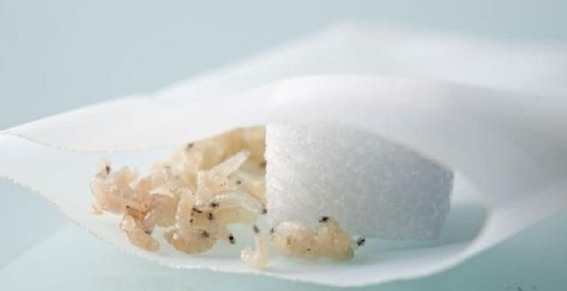 La milenaria técnica para curar heridas con larvas vivas que se está usando en algunos hospitales ante la escasez de antibióticos