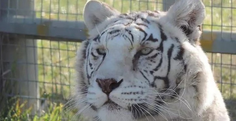 Río Negro: ingresaron a una jaula de tigres en un zoológico para robar una caja fuerte