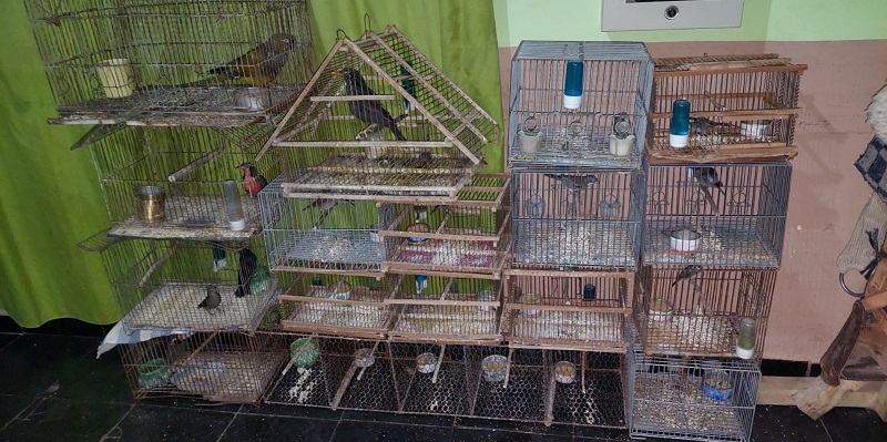 Secuestran varias aves de distintas especies en cautiverio. Nuevas unidades para el sur