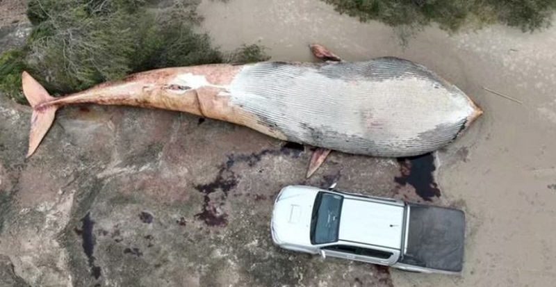 Encontraron una ballena de 20 toneladas muerta en una playa de Colonia