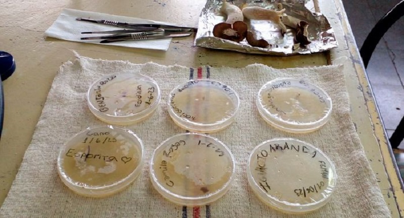 Alumnos de la escuela Molina de de San Rafael aprenden sobre hongos comestibles para emprender