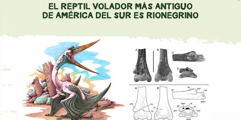 Encontraron en Río Negro restos fósiles del reptil volador más antiguo de América del Sur