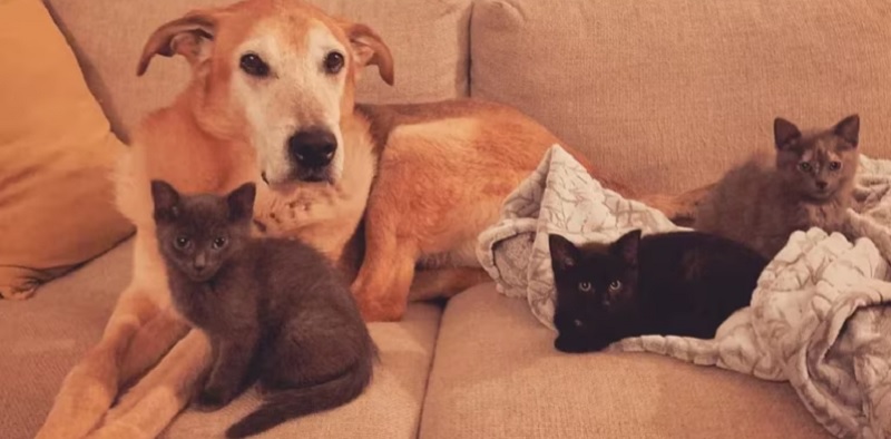 Raylan, el perro que se dedica a criar animales para que no sufran el abandono