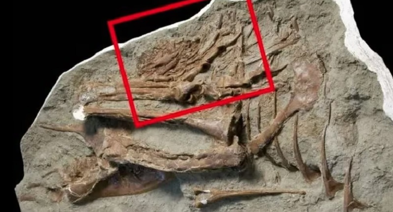 Increíble hallazgo: encuentran el fósil de un tiranosaurio con rastros de su última comida preservada en el estómago