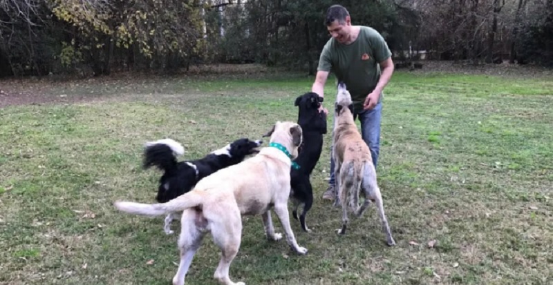 Spa, televisión y habitaciones privadas: las “colonias” de verano para perros