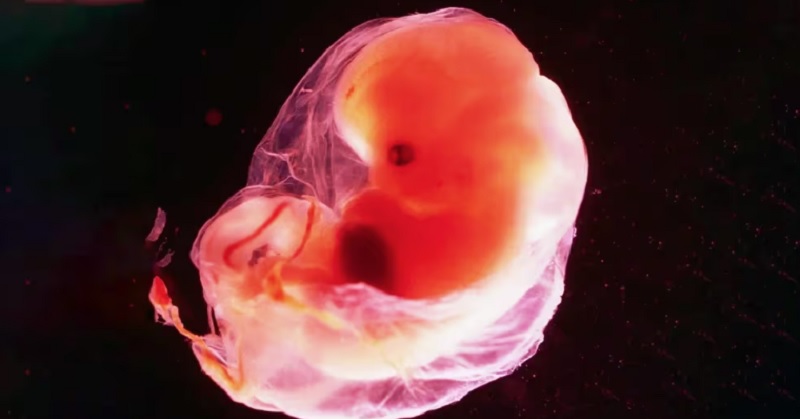En un fallo sin precedentes, un tribunal en Estados Unidos dictaminó que los embriones congelados son niños