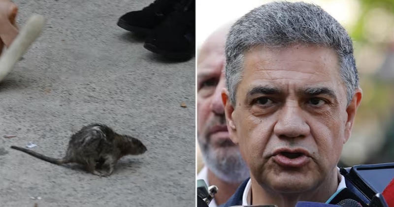 Una rata interrumpió la conferencia de prensa de Jorge Macri durante un desalojo en Retiro