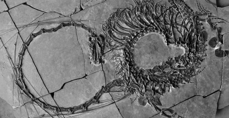 El espectacular fósil de un dinosaurio “dragón” de 240 millones de años de antigüedad descubierto en China