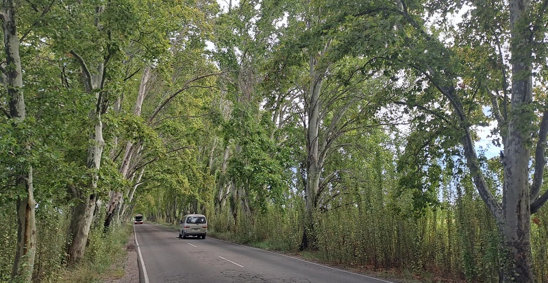 El relevamiento del arbolado permitirá avanzar en la reforestación