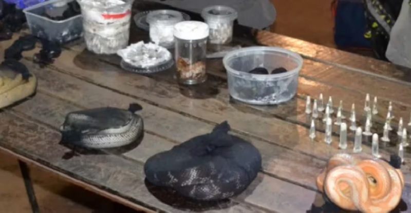 Detuvieron a un hombre con 90 serpientes, 236 arañas y un ciempiés ocultos en dos valijas