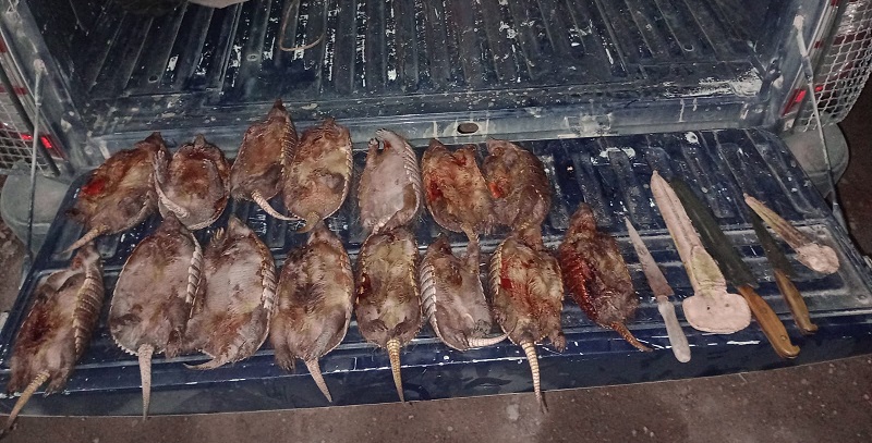 Los detienen con 15 piches faenados