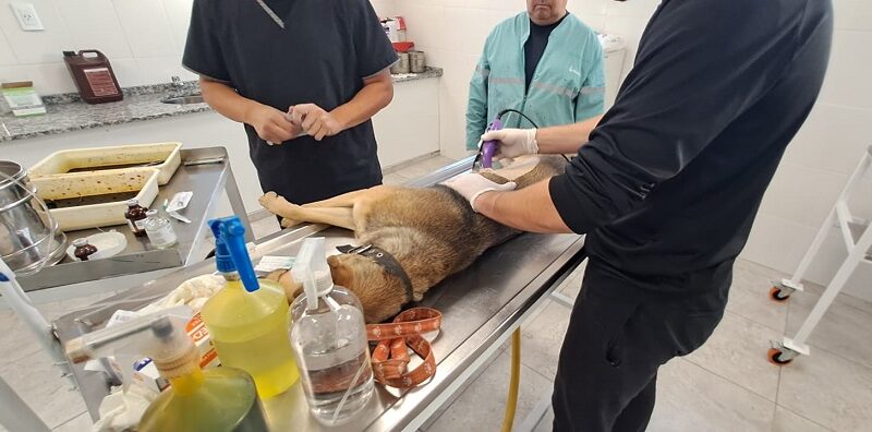 En su nuevo edificio, el área de Veterinaria reanudó la castración de animales
