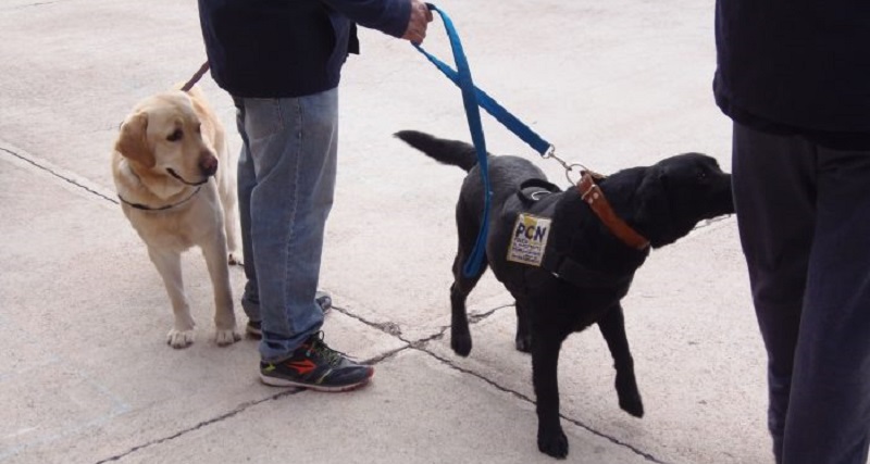 Olfato policial: perros aliados en la lucha contra el narcotráfico