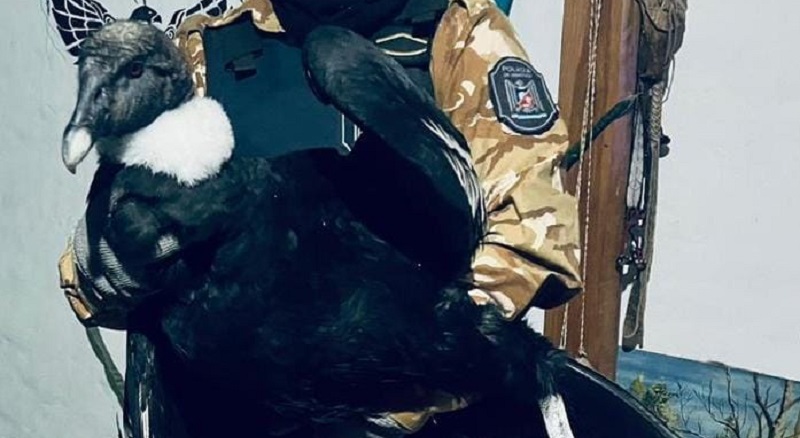 Policía Rural rescató un cóndor en San Rafael