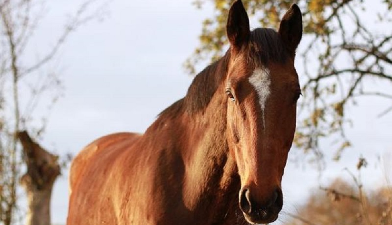 Joven detenido con dos caballos flojitos de papeles