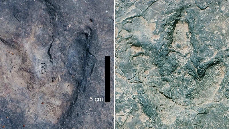 Se encontraron huellas de dinosaurios en lados opuestos del Océano Atlántico