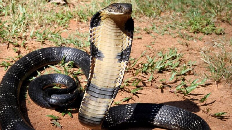 Descubrieron en la India una nueva especie de cobra venenosa que mide más de 3 metros