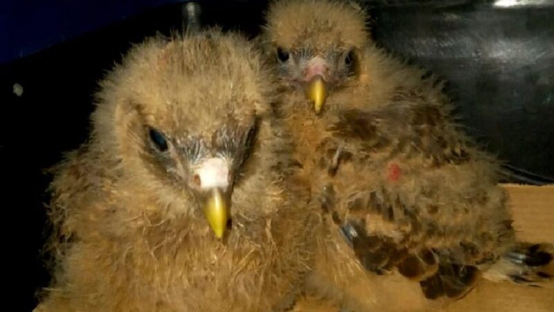 Primavera, época de pichones de aves silvestres: ¿Qué hacer si encontramos uno en el piso?