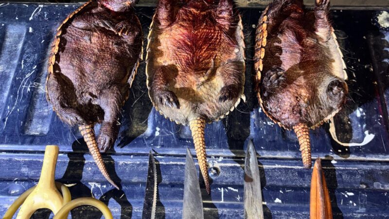 Cuatro detenidos tras caza ilegal de animales