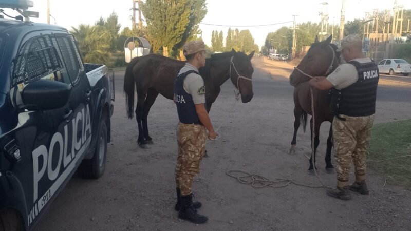Dos detenidos, uno menor de edad, con caballos de dudosa procedencia