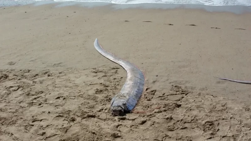 Apareció el “pez del fin del mundo” en una playa de México y hay temor
