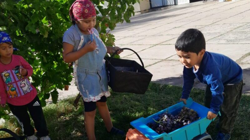 Un jardín de infantes de Santa Rosa cosechó en su propia viña