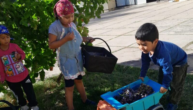 Un jardín de infantes de Santa Rosa cosechó en su propia viña