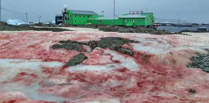 El fenómeno de la nieve de sangre en la Antártida y su vínculo con el cambio climático