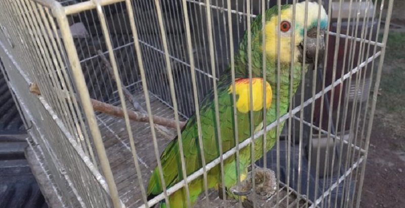 Rescatan tortugas, aves, choiques y hasta un gavilán de tenencia y tráfico ilegal