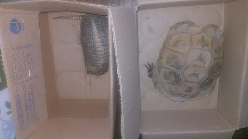 Secuestran una tortuga y un piche en un control en Monte Comán
