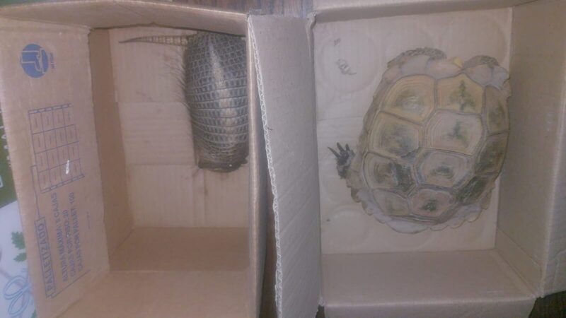 Secuestran una tortuga y un piche en un control en Monte Comán