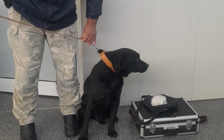 Aquiles, el perro de la Policía de Mendoza que detectó droga en la Terminal de San Rafael