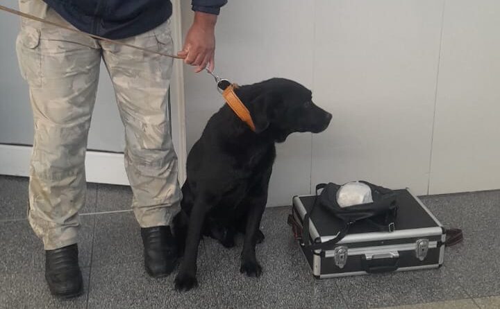 Aquiles, el perro de la Policía de Mendoza que detectó droga en la Terminal de San Rafael